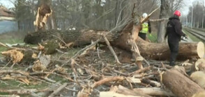 Ураганен вятър в София: Над 120 сигнала за паднали клони, дървета и ламарини (ВИДЕО+СНИМКИ)