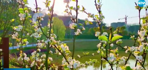 ЦВЕТНА ФЕЕРИЯ: Приключи пролетният фестивал в Китай