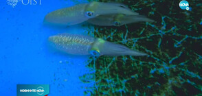 За първи път: Наблюдаваха калмар, променящ цвета си