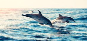 Ще има ли наказани за посегателството срещу делфини в Бургас (ВИДЕО)