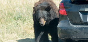 Заключена мечка съсипа семеен джип в САЩ