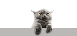 Какво стресира домашната ви котка