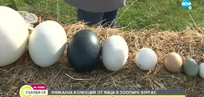 Уникална колекция от яйца в зоопарк Бургас