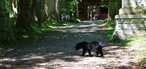 Любопитна черна мечка се разходи по улиците на град в Северна Каролина (ВИДЕО)