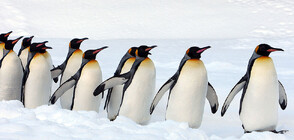 Създадоха робот, който да "шпионира" пингвини