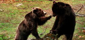Фотоизложба представя живота на мечките в Белица (ВИДЕО+СНИМКИ)