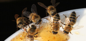 Научиха пчели да различават четни и нечетни числа