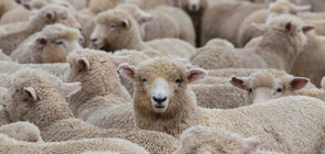 Започна националният събор на овцевъдите край Арбанаси
