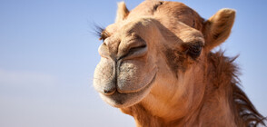 Заселиха камила в Хаджидимово (ВИДЕО)