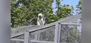 Маймуна избяга от клетката си в столичния зоопарк (ВИДЕО)