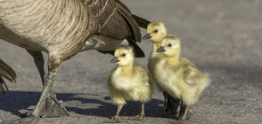 Полицейски патрул спаси гъска с малките й от натоварена магистрала (СНИМКИ)