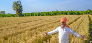 Индия ще помага с 4,3 млн. тона пшеница на нуждаещи се страни