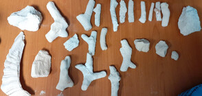24 парчета от защитени корали бяха открити от митнически служители на Летище София