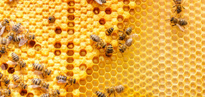 Отбелязваме Международния ден на пчелите