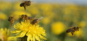 В столичния Южен парк отбелязват “Денят на пчелите”