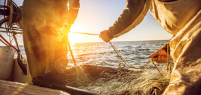 Рибари уловиха 621-килограмова риба