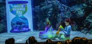 Светът отбелязва Деня на океаните, гласувайте за любимото си морско създание (СНИМКИ)