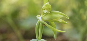 Откриха застрашен вид орхидея за пръв път от 120 години