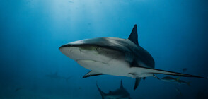 Учени откриха акула с плоски зъби, живяла преди 135 милиона години (СНИМКИ)