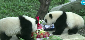 Шестима пухкави рожденици: Торта от диня и куп подаръци за панди в Китай (ВИДЕО)