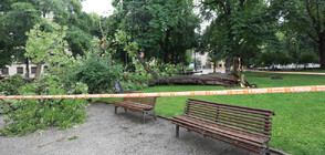 Дърво падна пред Народния театър в София, пострадало е момиче (ВИДЕО+СНИМКИ)