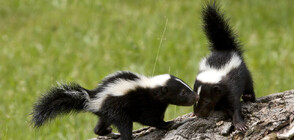 Шериф спаси изоставено бебе скункс (ВИДЕО)