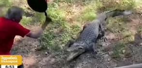 Австралиец наби крокодил с тиган (ВИДЕО)