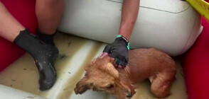 СЛЕД НАВОДНЕНИЯТА В ТУРЦИЯ: Състезатели по рафтинг спасиха бедстващи животни
