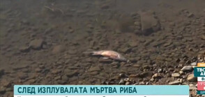 Мъртва риба изпълни язовир „Студен кладенец“