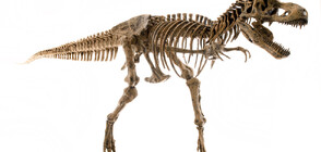 Скелет на динозавър на 76 милиона години ще бъде продаден на търг в Ню Йорк