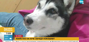 Кой и защо уби домашно куче на улицата в София
