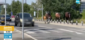 Волни коне се разхождат между колите по оживен булевард в София