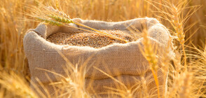 Под риск ли е реколтата от пшеница заради сушата