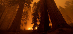 Пожар застрашава гигантски секвои в Калифорния (ВИДЕО+СНИМКИ)