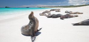 Морски лъвове подгониха плажуващи в Сан Диего (ВИДЕО)