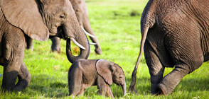 Уникална спасителна операция: Как се прави сърдечен масаж на слон (ВИДЕО)
