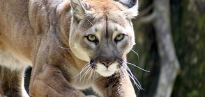 Пума и малкото ѝ обикалят улиците на аржентински град (ВИДЕО)