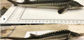 Създадоха риба хибрид в лабораторни условия