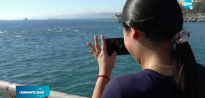 Десетки делфини зарадваха туристите край бреговете на Чили (ВИДЕО)