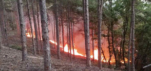 Пожарът в гората между пазарджишките села Лесичово и Калугерово е овладян