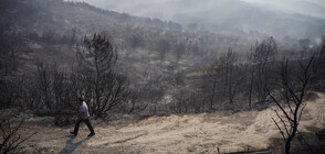 ПОЖАРИ В ГЪРЦИЯ: Значителни щети на Лесбос, гори и важен резерват (ВИДЕО)