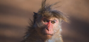 Макаци извършват серийни нападения в град в Япония