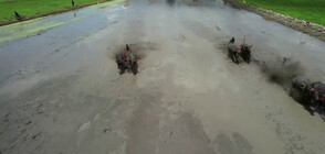 СЪСТЕЗАНИЕ В КАЛНА НИВА: 200 метра с колесница, теглена от... биволи (ВИДЕО)