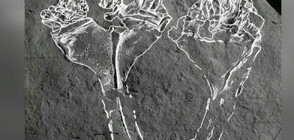 Откриха вкаменелост от най-древния хищник на планетата