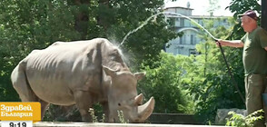 Разхлаждат животните в Софийския зоопарк със специални лакомства и процедури (ВИДЕО)