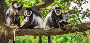 Уникалният нов дом на застрашен вид маймуни в Лондонския зоопарк (ВИДЕО)