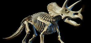 Продадоха на търг скелет на горгозавър (ВИДЕО)