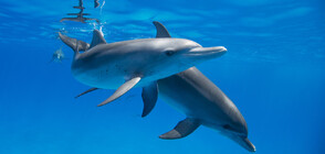 Голям брой мъртви делфини е изхвърлило морето у нас тази година