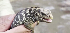 За пръв път от два века: Игуани се излюпиха на островите Галапагос (ВИДЕО)