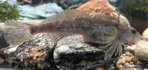 Разселиха първите рибки от защитен вид в река Черни Осъм